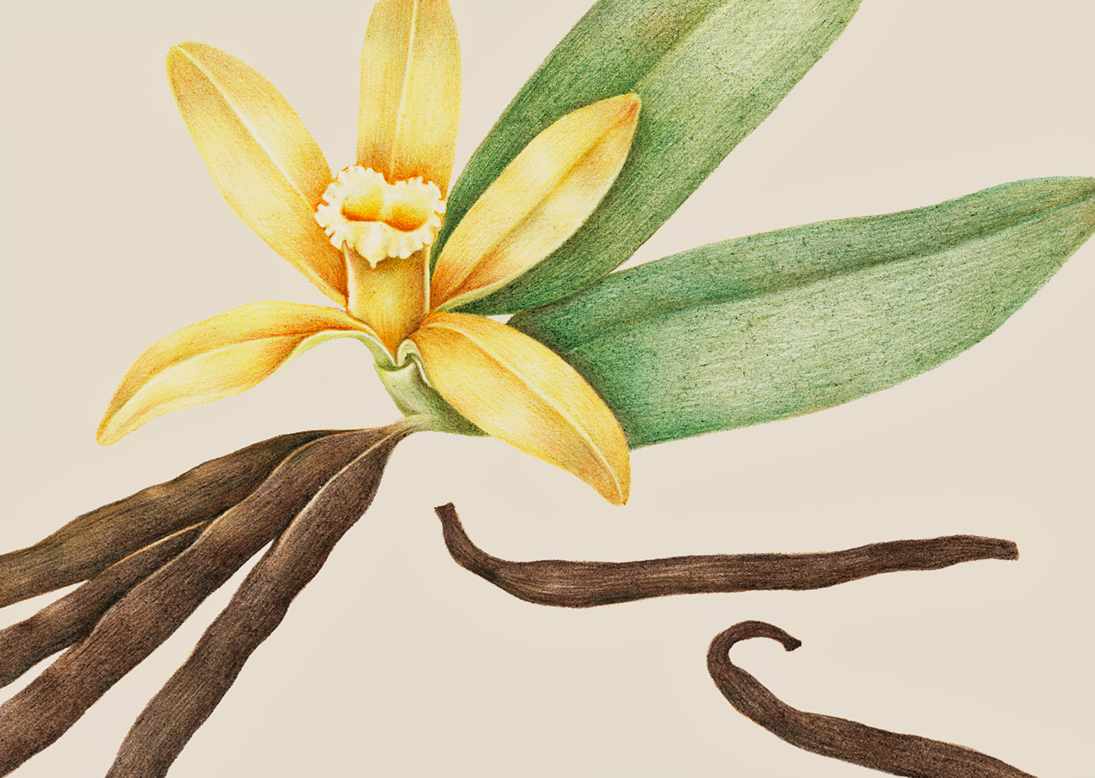 Why we love...Vanilla – kencko